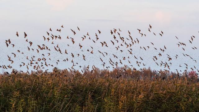 Federsee im Herbst Natur und viele Stare | 4K смотреть онлайн