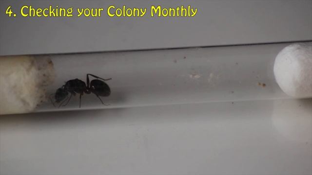 How to Hibernate your Ants | Ant Care Tutorial #1 смотреть онлайн