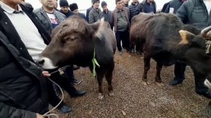 Chust Mol Bozori ЧУСТ Мол Бозор Новое видео