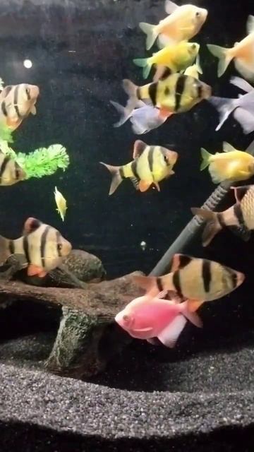 Widow Tetra and Tigar Barb #fish #plantedaquarium #aquarium смотреть онлайн