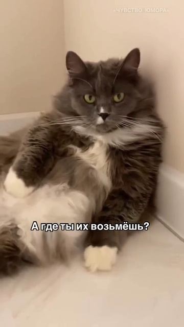Ну тащи своих мышей, попробуем! смотреть онлайн