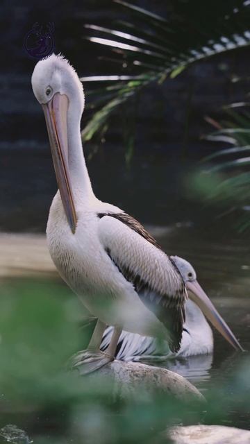 Pelicans Feast On Cape Gannet Chicks Life | Wildlife Adventure #shorts смотреть онлайн