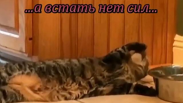 У кота сушняк смотреть онлайн