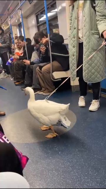 гусь в метро смотреть онлайн