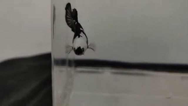 black mamba female betta fish premium quality #tamil #viral #shorts #india #video #channel смотреть онлайн