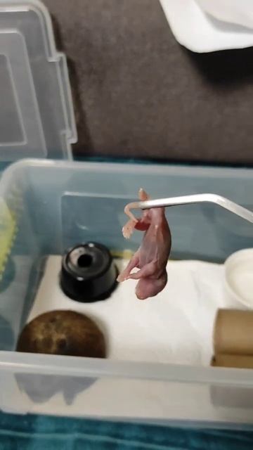 Покормил три змеи #змея #cornsnake #snake #маисовыйполоз #ratsnake #snakevideo #ставрополь #shorts смотреть онлайн