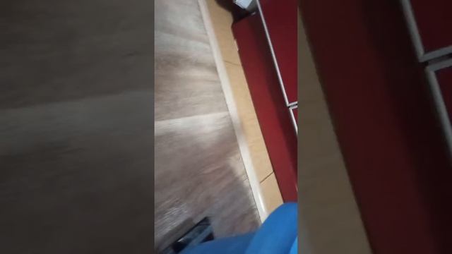 вес 5 месячный самок Ризена и Фландера смотреть онлайн