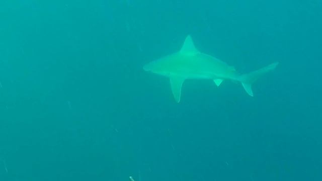 Grey shark - קריש אפרורי - Серая Акула - 25-12-15 смотреть онлайн
