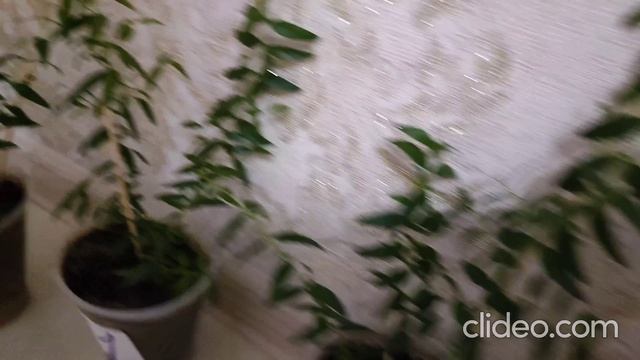 Мирт смотреть онлайн