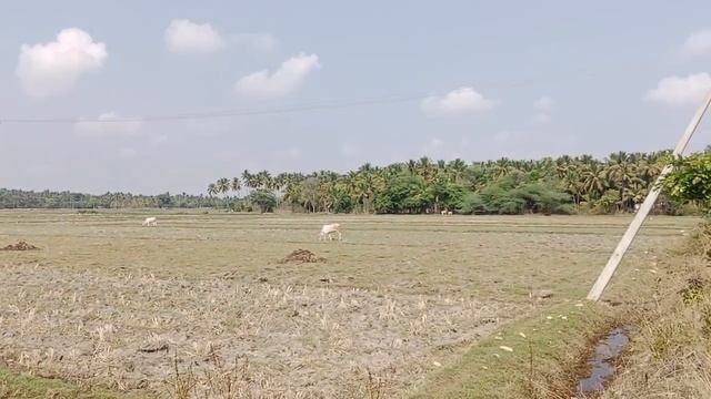 🙏 contact nanjangud Beeresh 📞 9620535066.🙏 1 Acre 14 Guntas 1 Acre price 36 Lakh смотреть онлайн