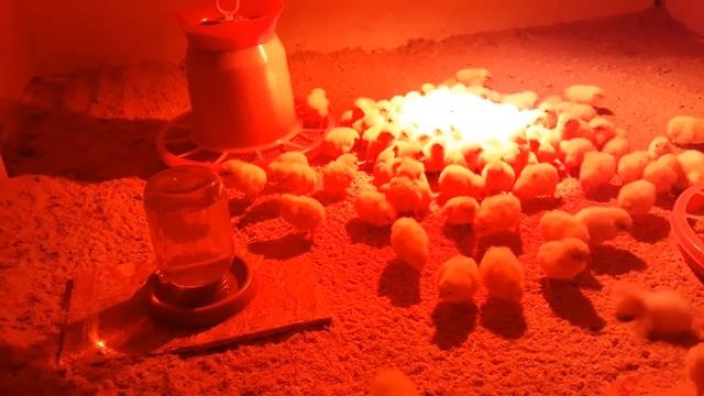Добові курчата бройлери, рекомендації в перший день життя!!! смотреть онлайн