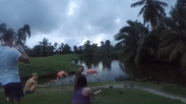 Barcelo Bavaro Beach flamingo ( Барсело Баваро Беач, фламинго) смотреть онлайн