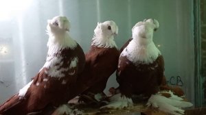 Благодарненская порода голубей - двухчубые бойные !!!