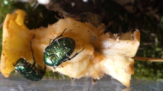 Dorosłe kruszczyce (Cetonia aurata) смотреть онлайн