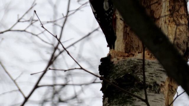 Желна начала, Большой пёстрый дятел продолжает-#2_1, 29 февраля 2024 смотреть онлайн