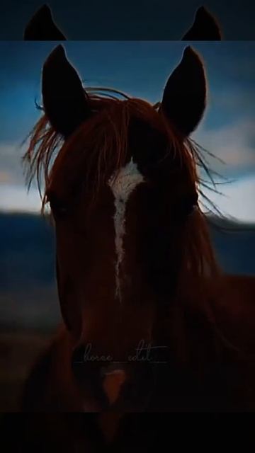 грой, грация, орёл 2 коня и 1 лошадь смотреть онлайн