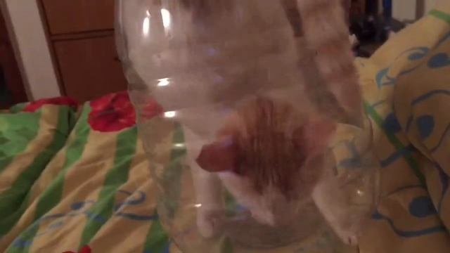 Кошка в бутылке 😹 смотреть онлайн