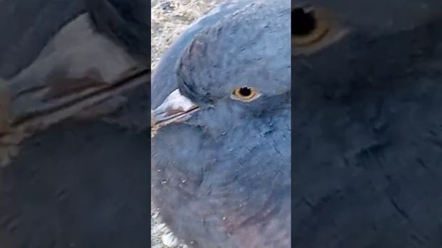 3- я часть голубь смотреть онлайн