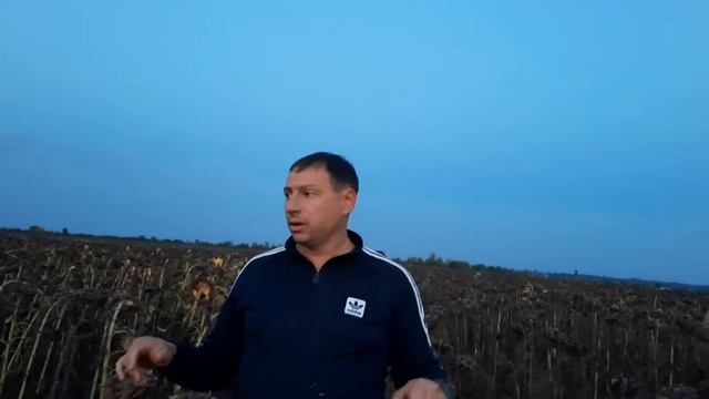 Сравнение гибридов ПРИВАТ и КОЗАК по технологии Сумо на демо-участке на 29 сентября 2022 г. смотреть онлайн
