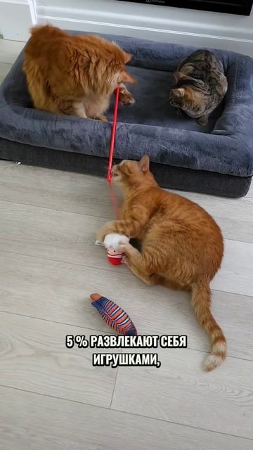 Чем занят кот когда вас нет дома #котики #кот смотреть онлайн