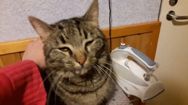 Наша киса , Муся (вторая) смотреть онлайн