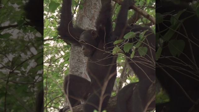 Chimpanzees are fond of trade смотреть онлайн