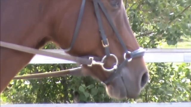 New Forest Föreningen смотреть онлайн