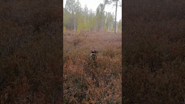 Закрепление команд дратхаара перед весенней охотой. смотреть онлайн