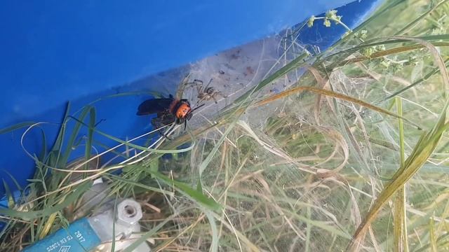 A mammoth wasp makes defense against a spider attack after the rescue смотреть онлайн