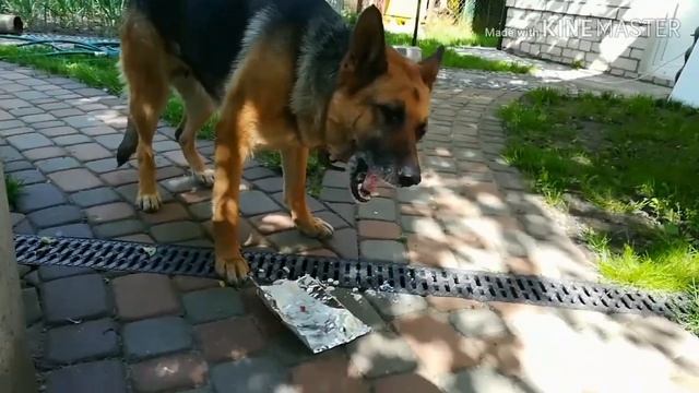 Я ржал три часа!!! Собака рулит!!! смотреть онлайн