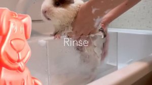 Морские свинки против змеи и крыс вместе с желейным псом Стасиком