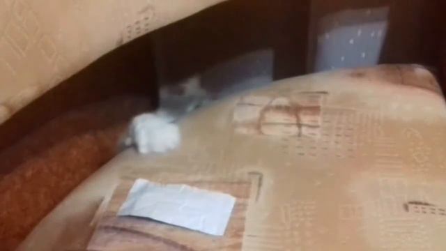 Кота накрыло)) смотреть онлайн