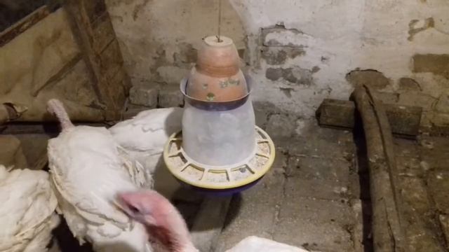 12.09.21 вечер индюки идут спать смотреть онлайн