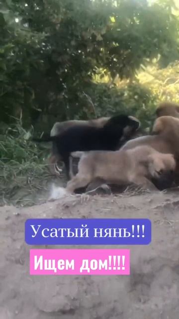 Омск!! Ищем дом малышам!!! 1,5месяца! Кушают сами! смотреть онлайн