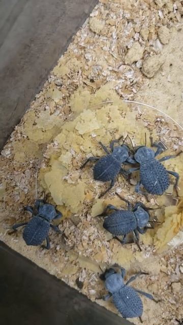 Blue death feigning beetles смотреть онлайн