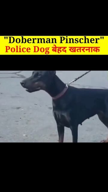 Doberman Most Dengerous & Intelligent Dog रोचक जानकारी #shorts #facts #doberman смотреть онлайн