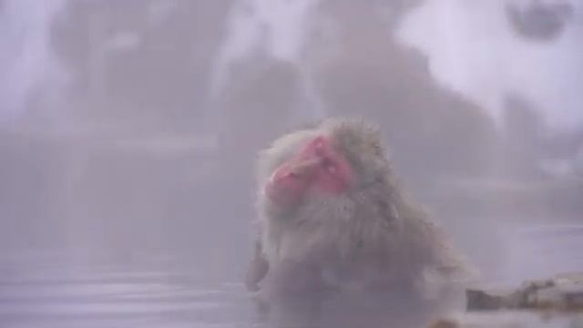 Monkey me barfile Panie paig laraya? 🙆🥶🤣🤫#monkey #reels #youtube #youtuber #reels #short смотреть онлайн