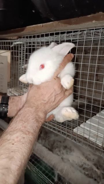 НЗБ перспективный мальчик #кролики #bunny #rabbit #cute #крольчата #animals #кролик смотреть онлайн