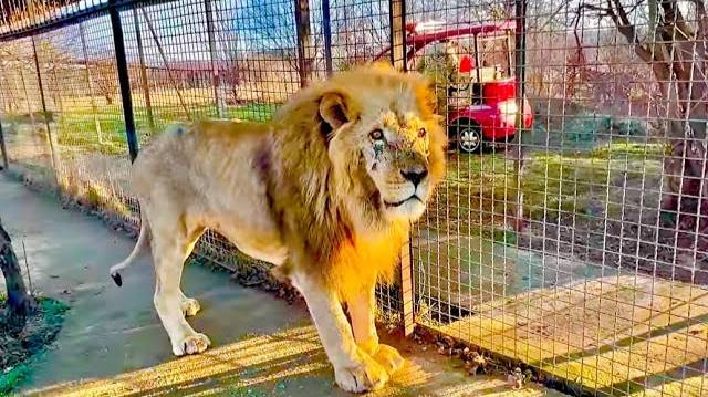 ЭКСТРИМ! Я осталась под защитой льва Чука пока Олег Зубков отгоняет львов, накинувшихся на машинку! смотреть онлайн