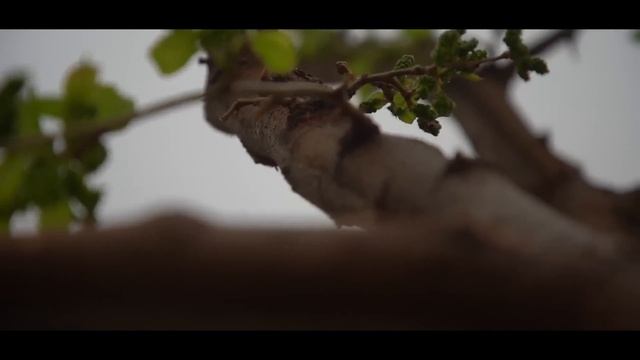 Charos (o'zbek kino) Чарос (ўзбек кино) 2024 смотреть онлайн