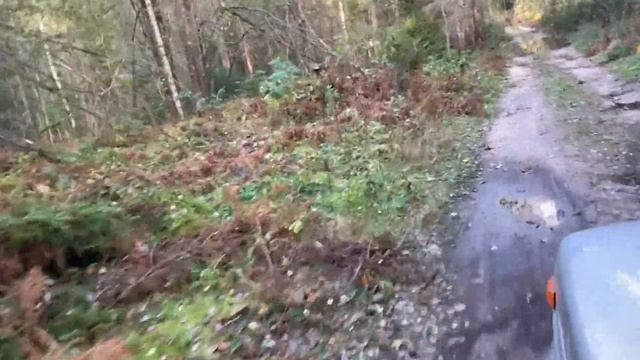 U^ｪ^U🐾 В лес без пилы после шторма U^ｪ^U🐾