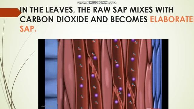 CRUDE SAP AND ELABORATED SAP (XYLEM AND PHLOEM) смотреть онлайн