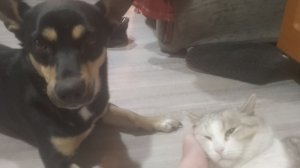 Моя собака плюшка мучит моего кота Фунтика