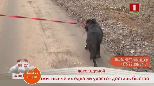 Добрай раніцы, Беларусь! Дорога Домой. Найта смотреть онлайн
