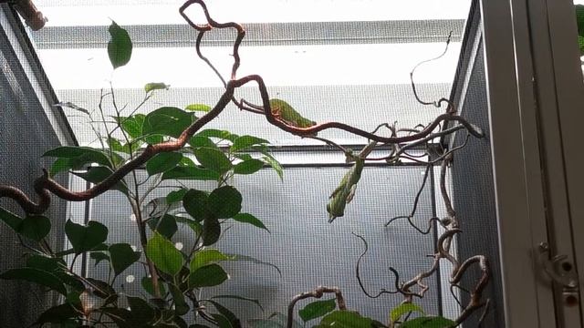 Furcifer petteri mating смотреть онлайн