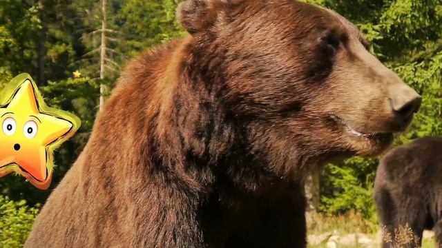 Сборник Мультфильмы Монтессори Развивающие Мультики для Детей смотреть онлайн