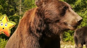 Сборник Мультфильмы Монтессори Развивающие Мультики для Детей