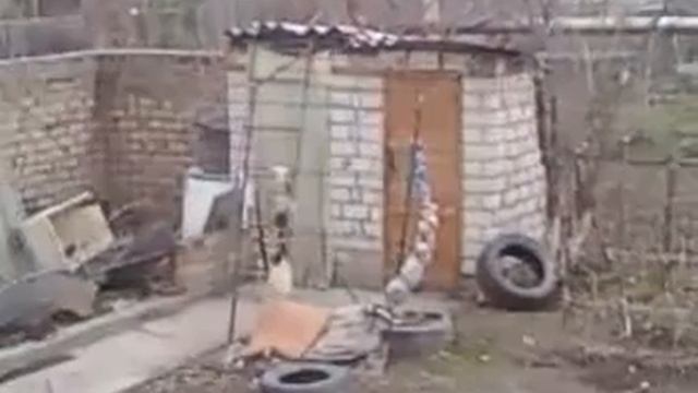 Степа достает шкуру кролика смотреть онлайн