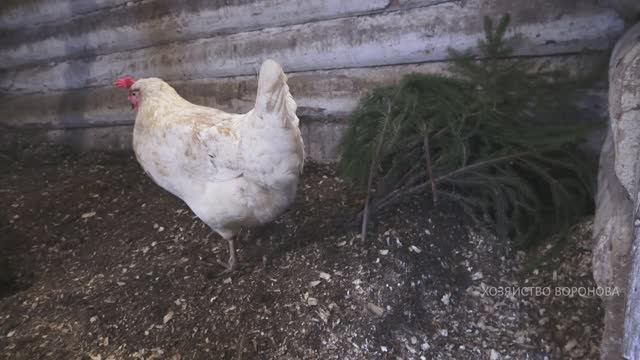 Курам дал хвою смотреть онлайн