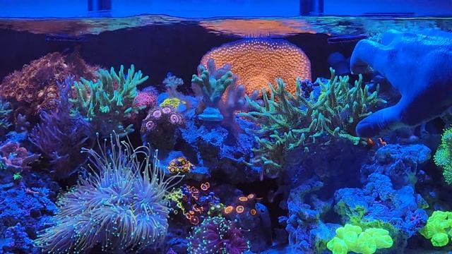 Neon Green Birdsnest Coral ##reefer4life смотреть онлайн